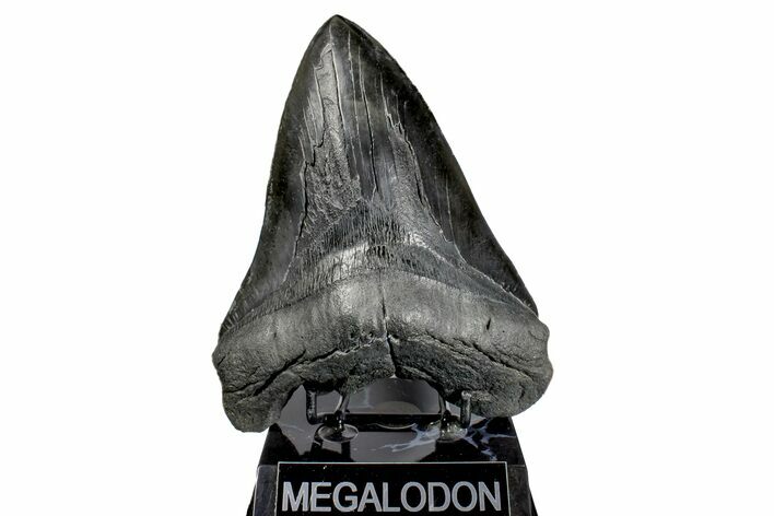 Fossil Megalodon Tooth - Massive Meg Tooth! #170584